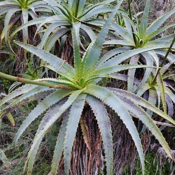 Aloe arborescens Hostoa