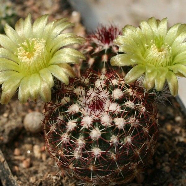 Echinocereus viridiflorus 花