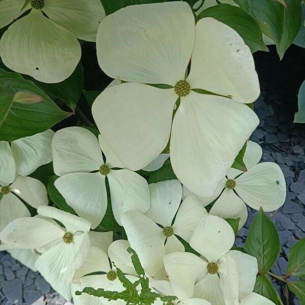 Cornus kousa Kvet