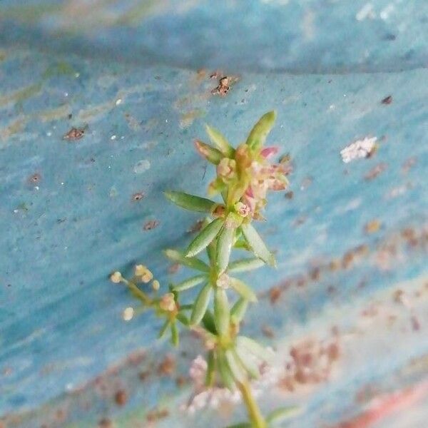 Galium parisiense 葉