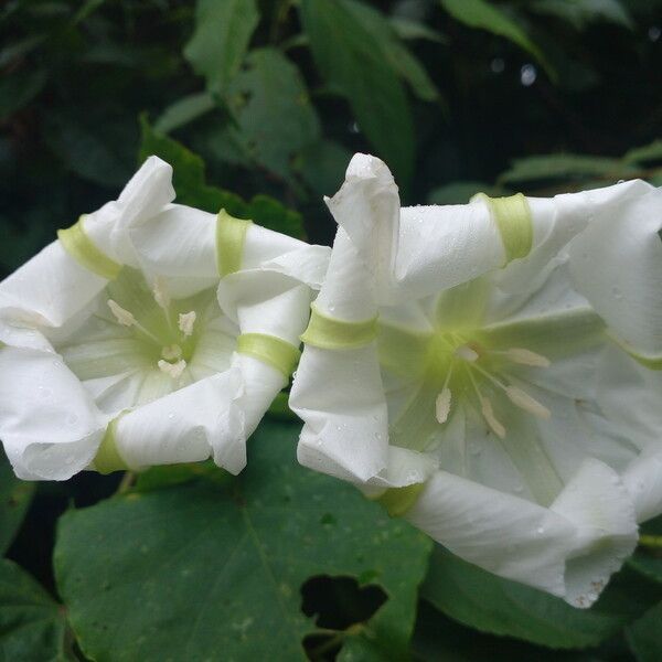 Ipomoea alba പുഷ്പം