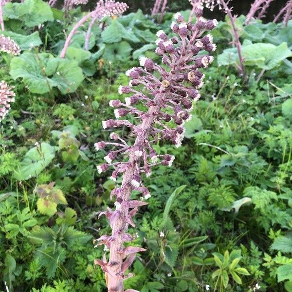 Petasites hybridus फूल