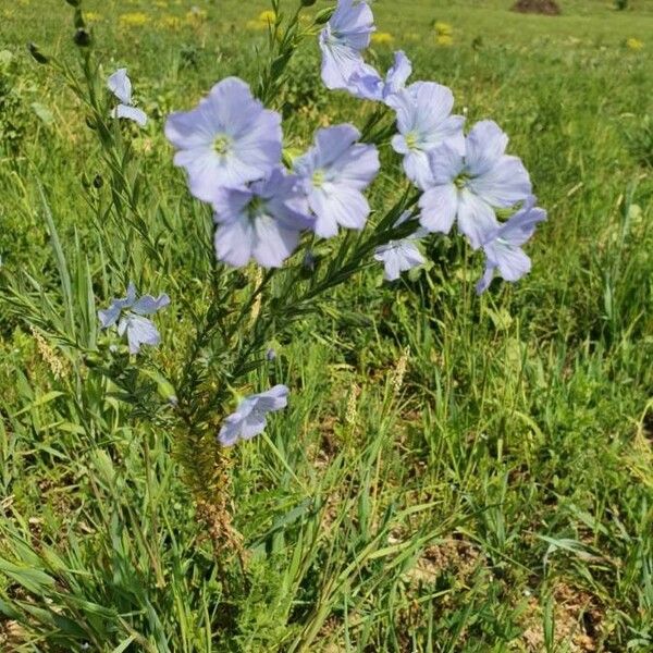 Linum perenne عادت