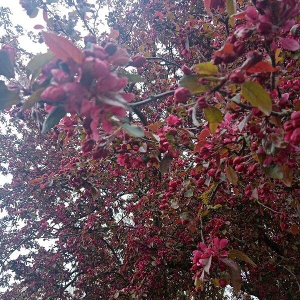 Malus × floribunda फूल