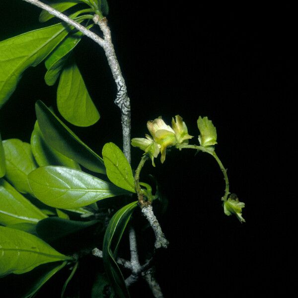 Terminalia amazonia Hoja