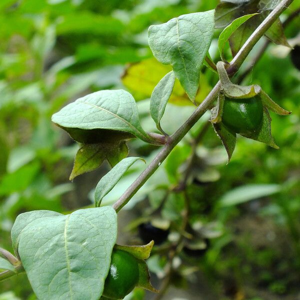 Atropa bella-donna Folha