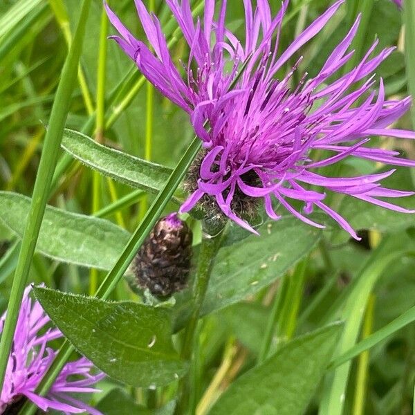 Centaurea nigra Květ