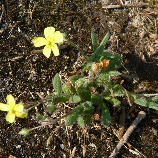 Tuberaria guttata Άλλα