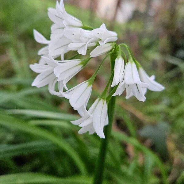 Allium triquetrum Flors