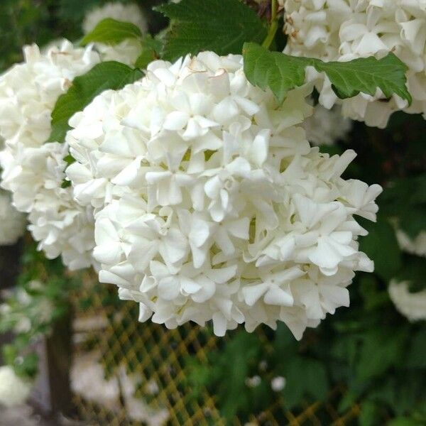 Viburnum macrocephalum 花