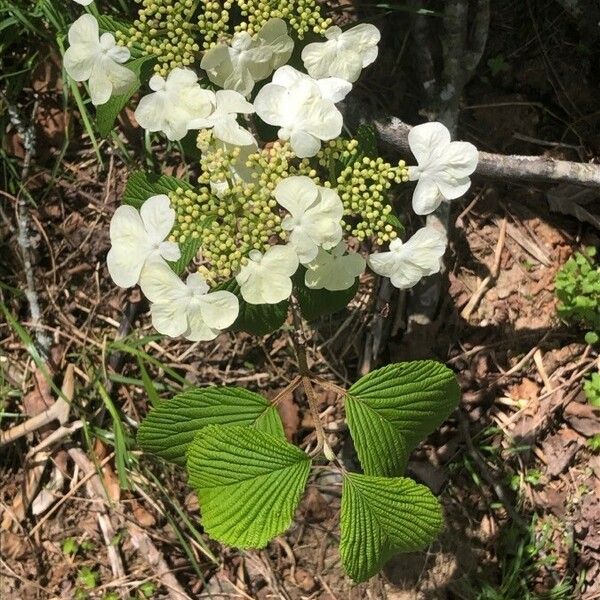 Viburnum lantanoides പുഷ്പം