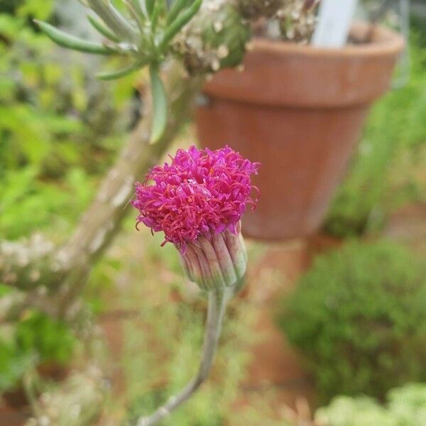 Kleinia leptophylla Blomma