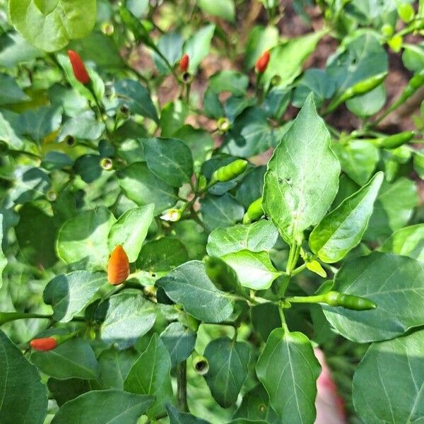 Capsicum frutescens Leaf