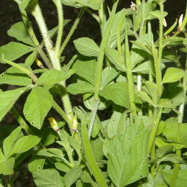 Cleome viscosa Лист