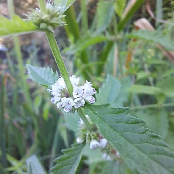 Lycopus europaeus Flower