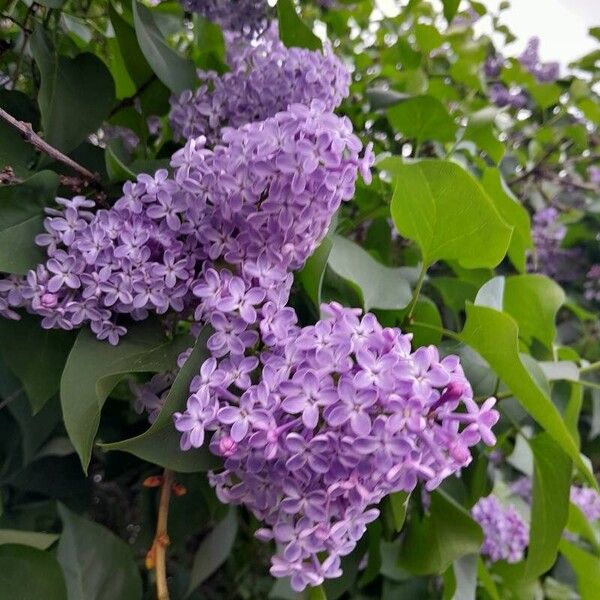 Syringa vulgaris പുഷ്പം