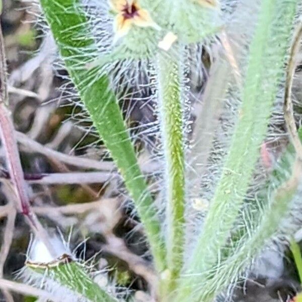 Plantago bellardii Écorce