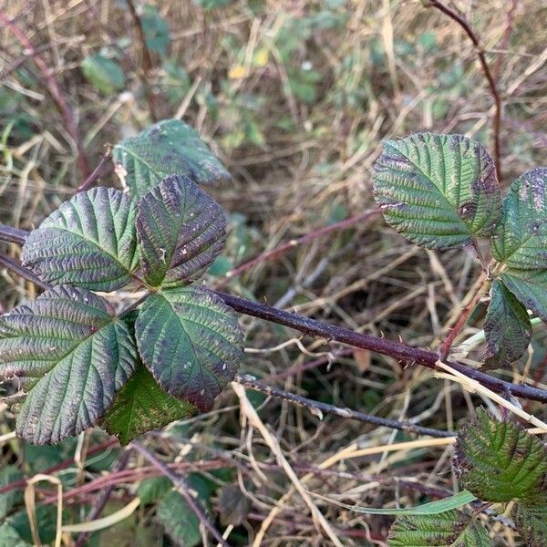 Rubus albiflorus Liść