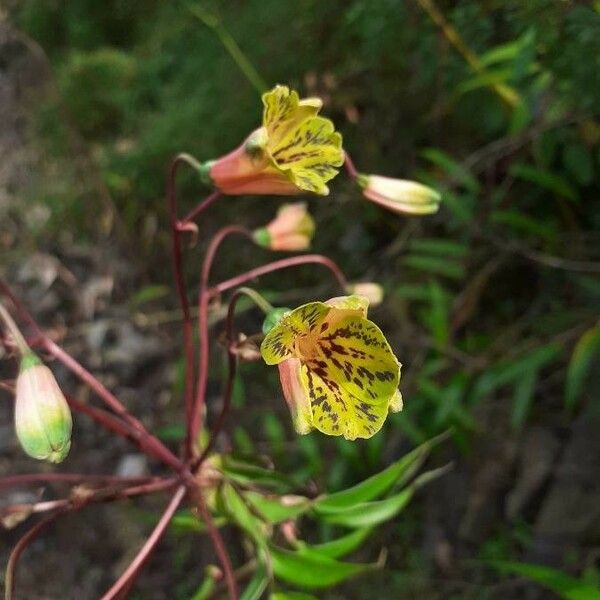 Bomarea edulis Flower