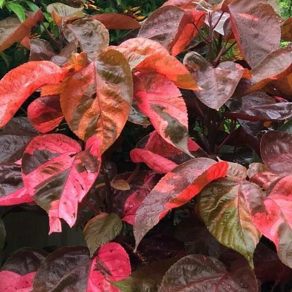 Acalypha wilkesiana Лист