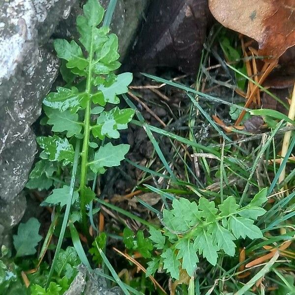 Cardamine impatiens 葉