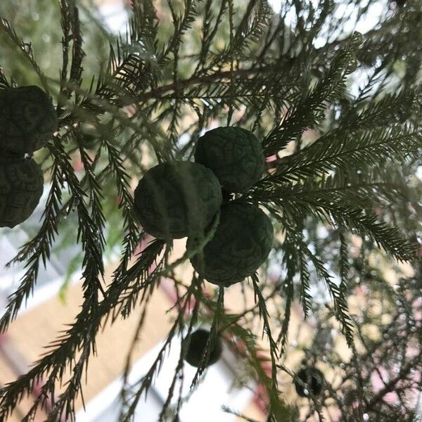 Taxodium distichum Fruit