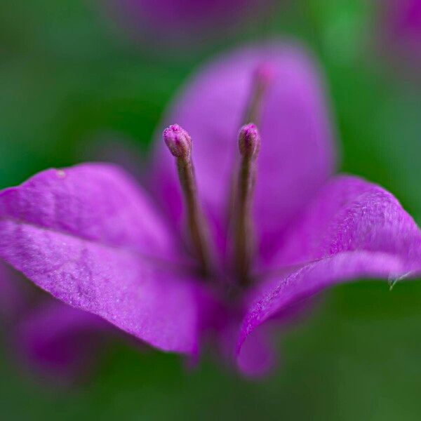 Bougainvillea glabra Blomst