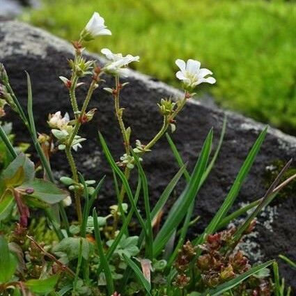 Saxifraga cernua 整株植物