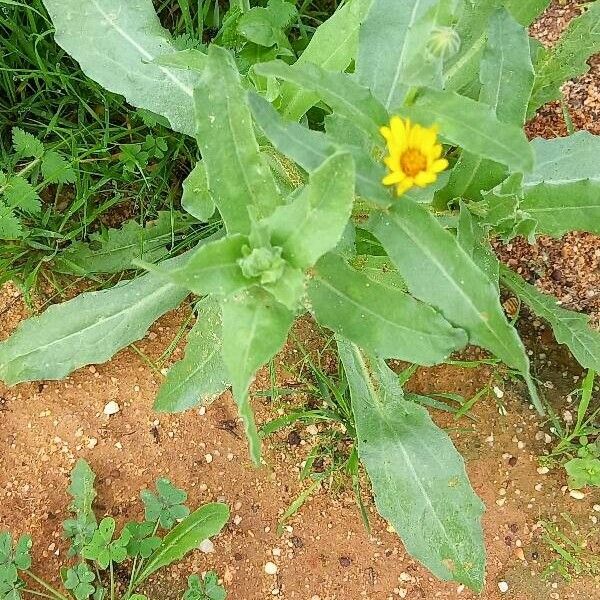 Calendula arvensis Blad