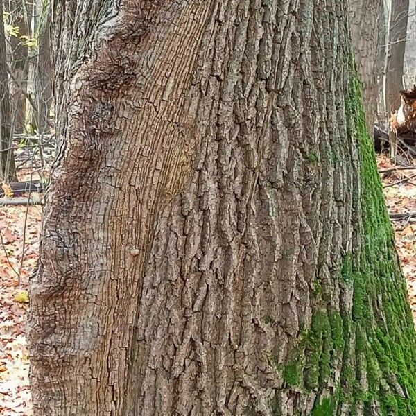 Quercus robur Kůra