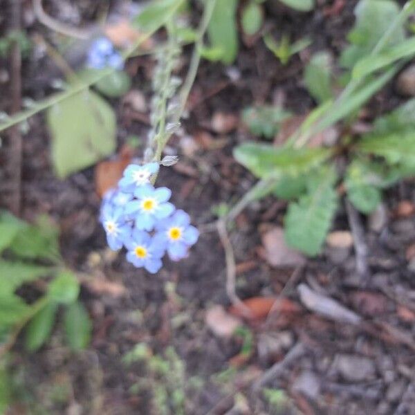 Myosotis stricta Blomma