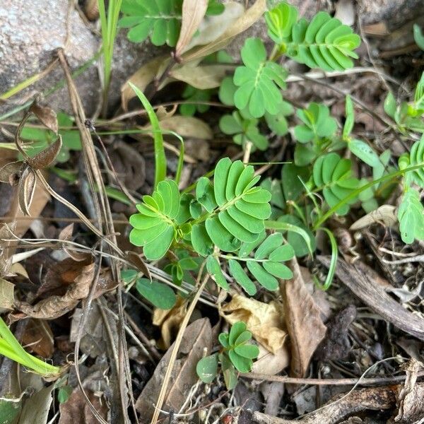 Phyllanthus urinaria 叶