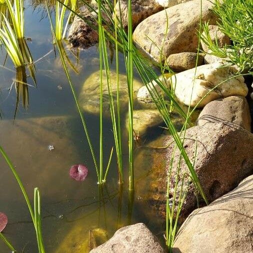 Typha minima पत्ता