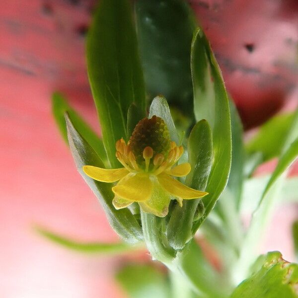Ranunculus sceleratus Blüte