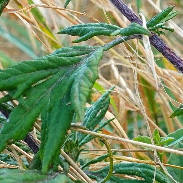 Artemisia vulgaris Hoja