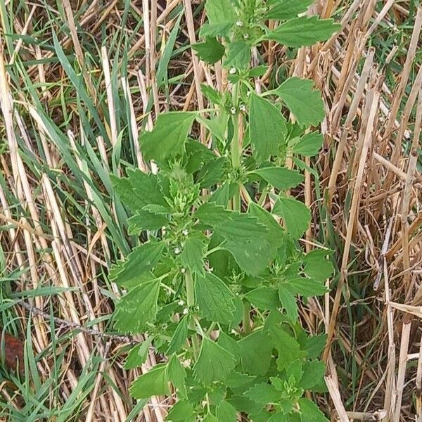 Chaiturus marrubiastrum Žiedas