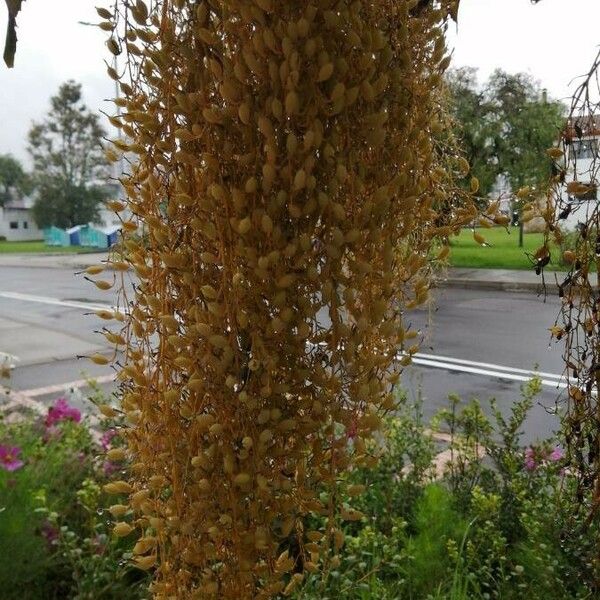 Bocconia frutescens Flower