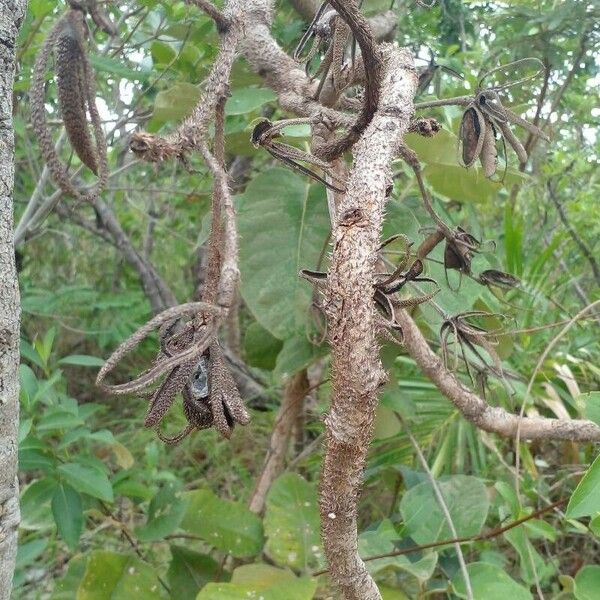 Mimosa pigra Coajă