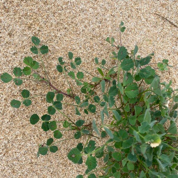 Medicago littoralis Deilen