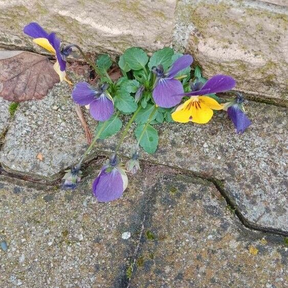 Viola tricolor Hábito