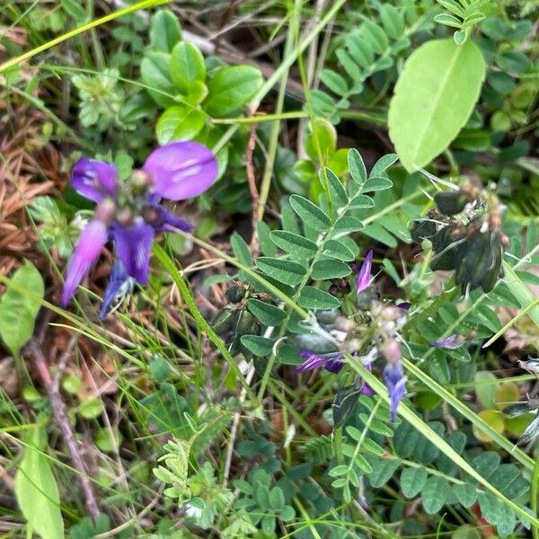 Astragalus alpinus ᱥᱟᱠᱟᱢ