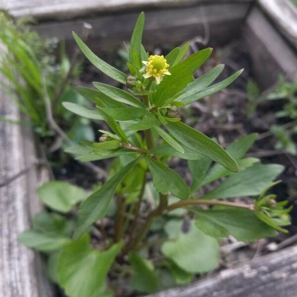 Ranunculus abortivus Flower