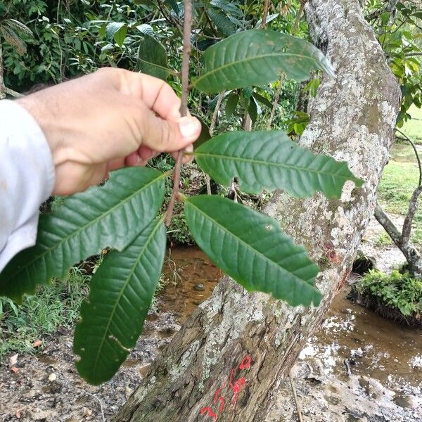 Iryanthera paraensis Feuille