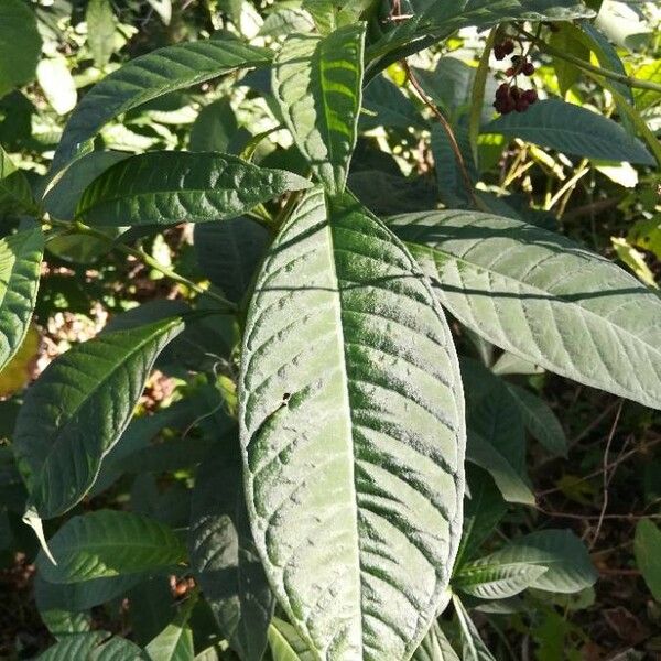 Psychotria nervosa Blatt