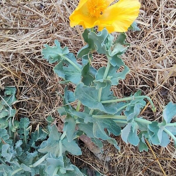 Glaucium flavum Květ