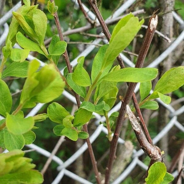 Spiraea hypericifolia 葉