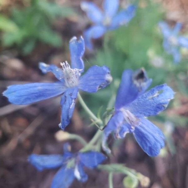 Delphinium menziesii Blomst