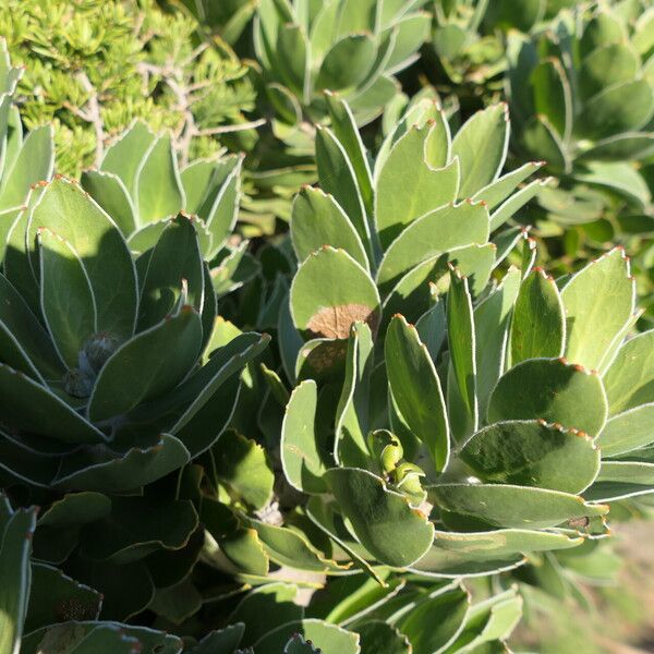 Leucospermum conocarpodendron (Grey tree-pincushion)