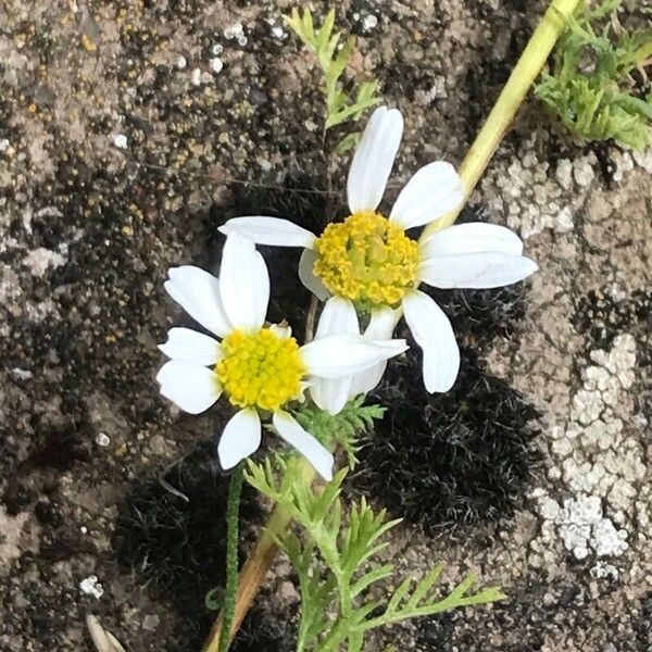 Anthemis cotula 花