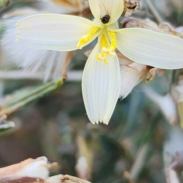 Lactuca orientalis 花